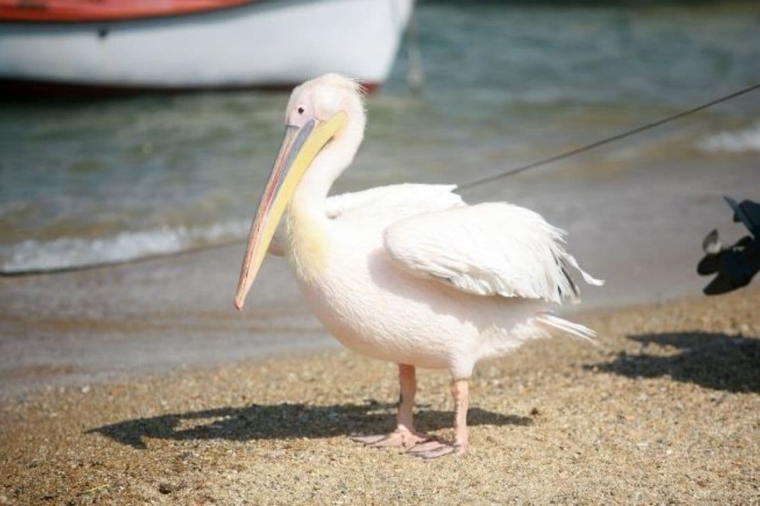 An image of Πέτρος ο πελεκάνος