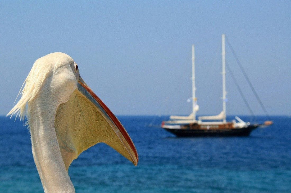 An image of Petros, the pelican